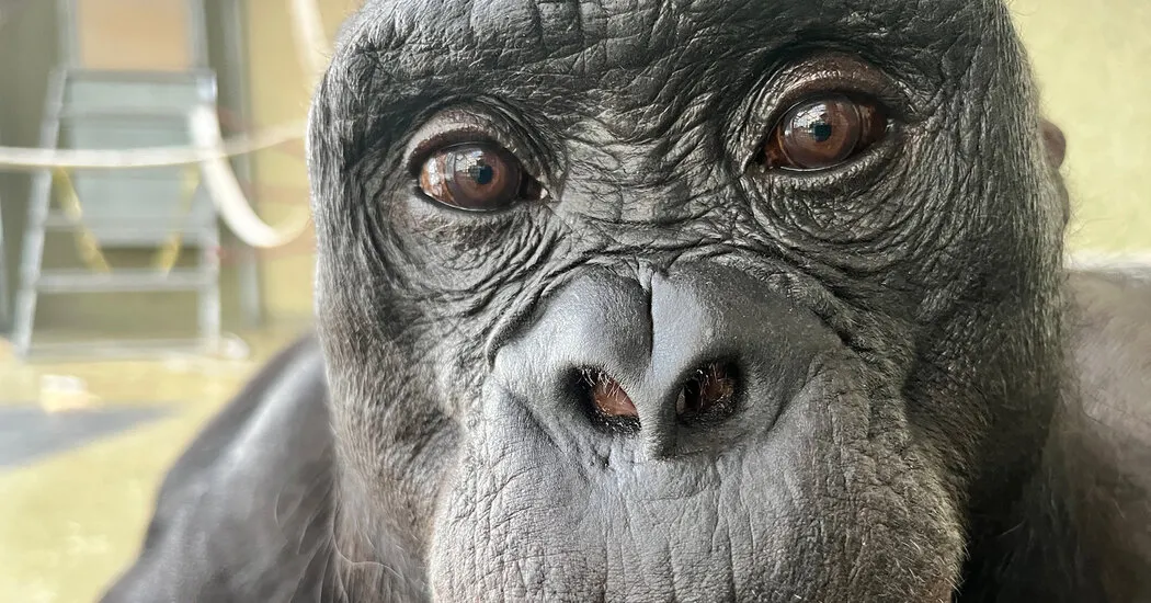 در مهمانی چای بونوبو، دانشمندان نکاتی از تخیل پیدا می کنند