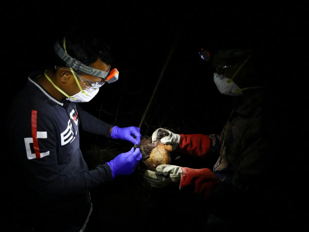 WHO از تایید یک مورد مرگبار ویروس نیپا در بنگلادش خبر داد